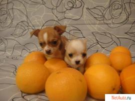 Чихуахуа породных курносеньких щеночков-мальчиков